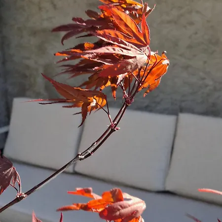 Apartment Volpe With Private Terrace