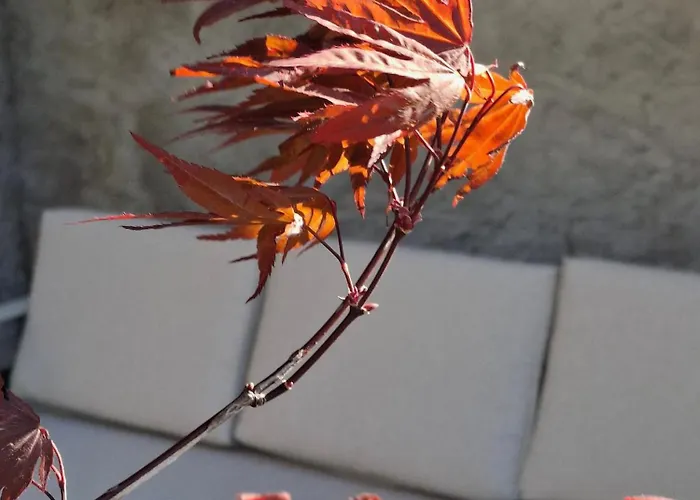 Apartment Volpe With Private Terrace